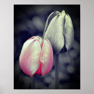 Pink Tulip Pair Black And White Partial Colour Poster