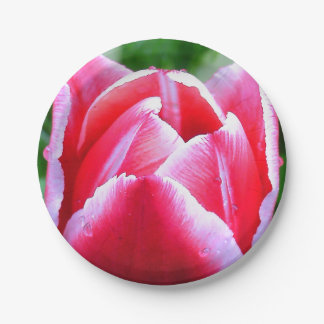 Pink Tulip Paper Plate