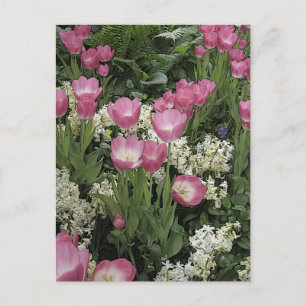 Pink Tulip Photo Art Postcard