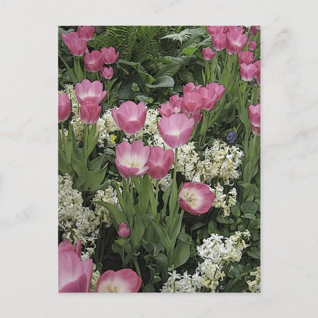 Pink Tulip Photo Art Postcard (Front)