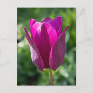 Pink Tulip Postcard