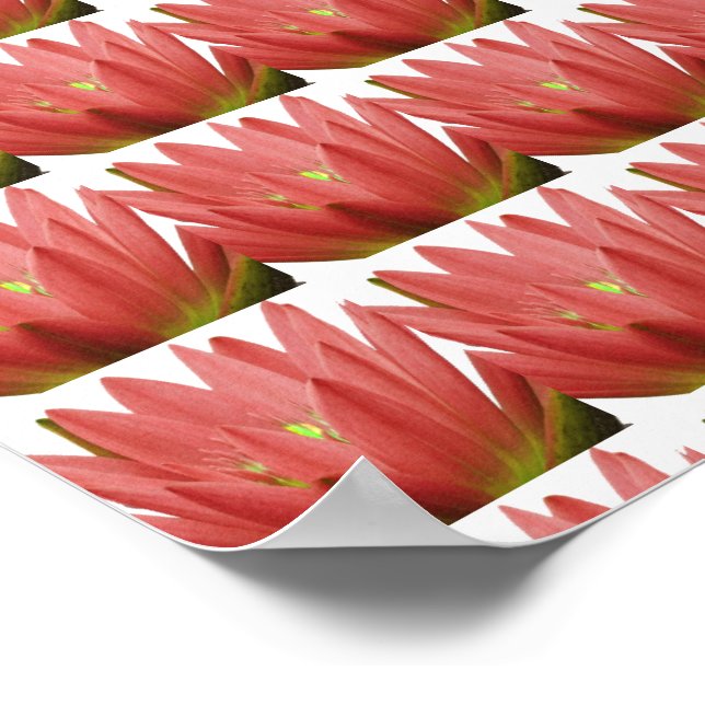 Pink Tulip Poster (Corner)