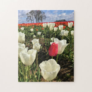 Pink Tulip Standing Out, Oregon Jigsaw Puzzle