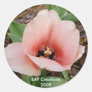 Pink tulip sticker