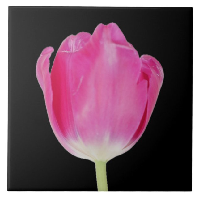 Pink Tulip Tile (Front)
