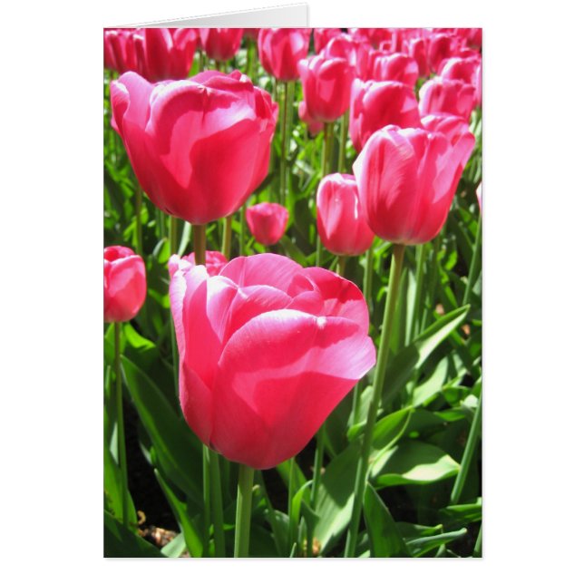 Pink tulips (Front)