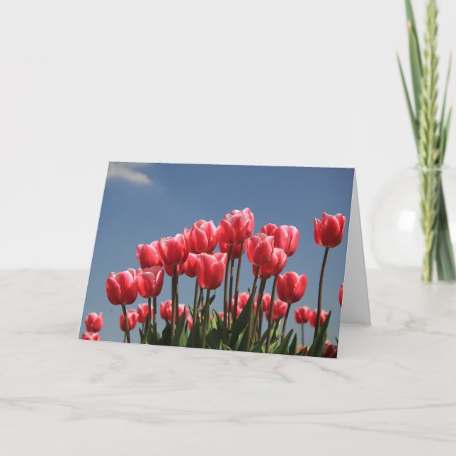 pink tulips and a blue sky holiday card (Front)