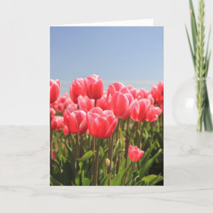pink tulips and a blue sky holiday card