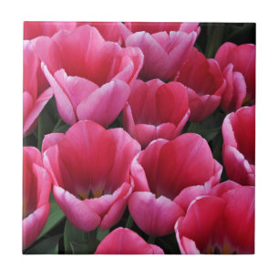Pink tulips beauty tile