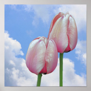 Pink Tulips Blue Sky And White Clouds Poster