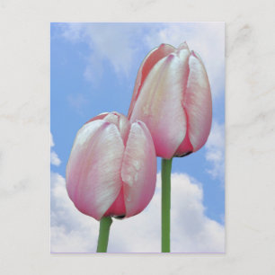 Pink Tulips Blue Sky Clouds Nature Postcard