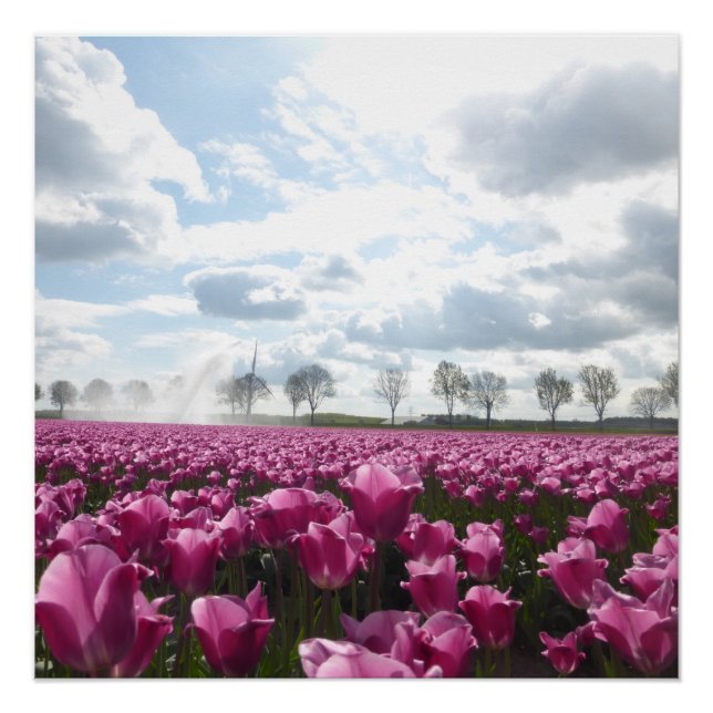 Pink Tulips Field with Blue Sky Poster (Front)