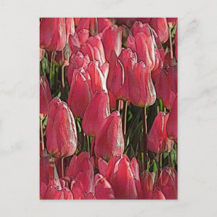 Pink Tulips Floral Postcard