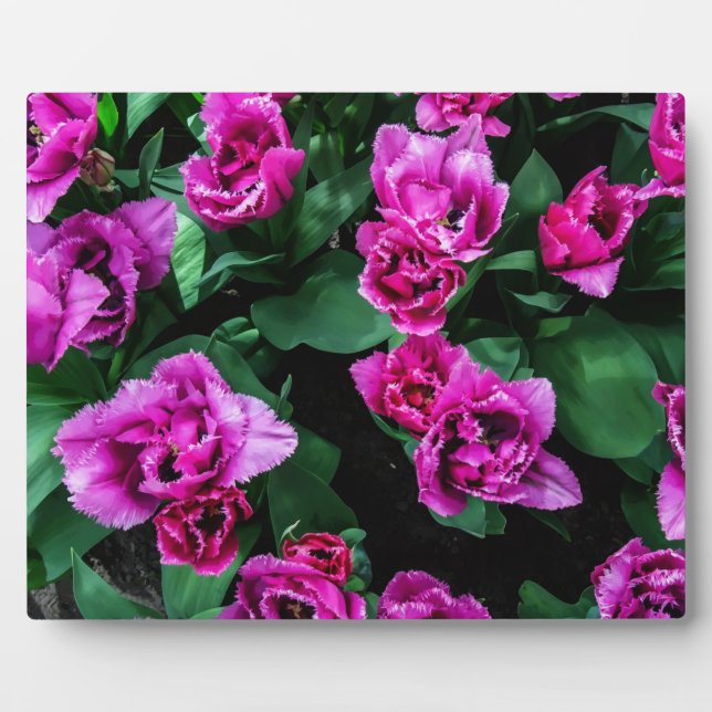 Pink tulips flowers plaque (Front)