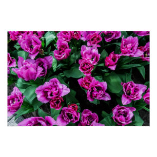 Pink tulips flowers poster