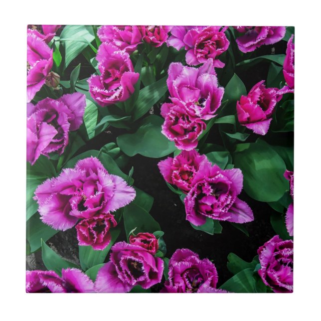 Pink tulips flowers tile (Front)