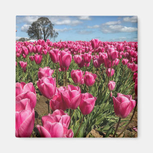 Pink Tulips in a Field, Oregon Magnet