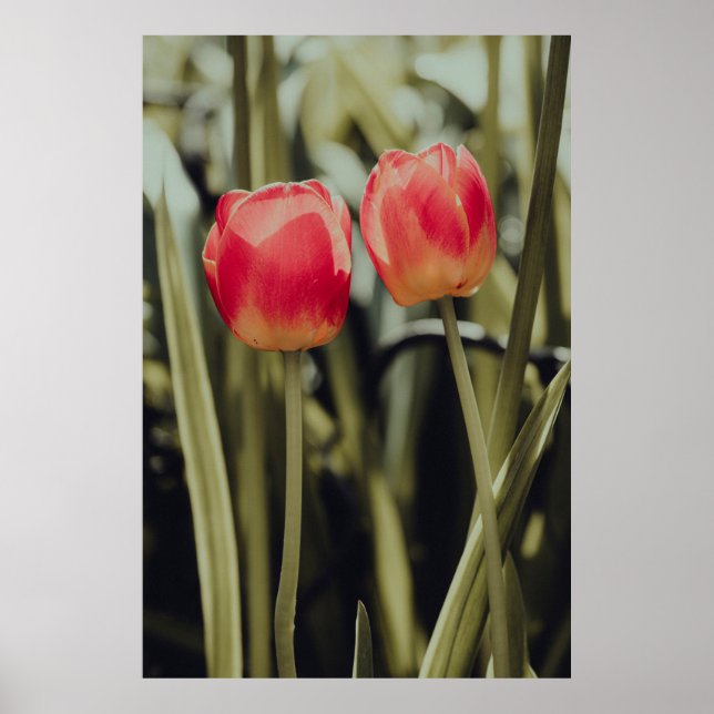 PINK TULIPS IN BLOOM POSTER (Front)