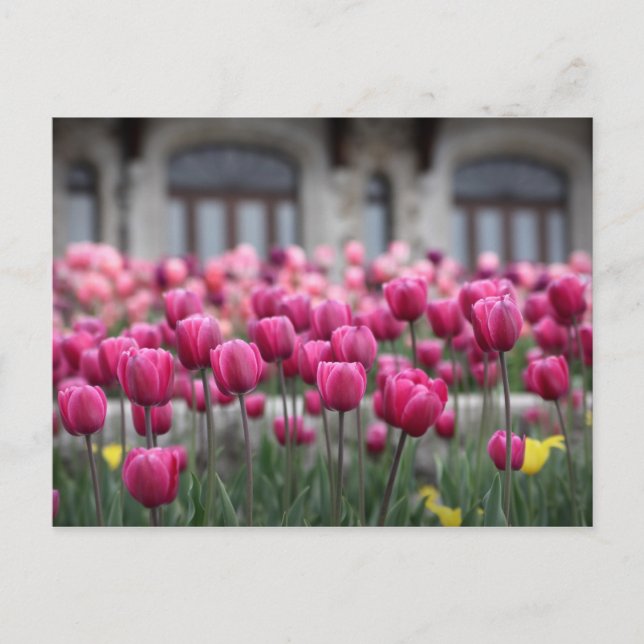 Pink Tulips in Montreal, Canada - Postcard (Front)