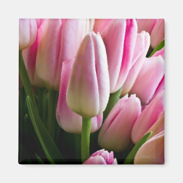 Pink Tulips Magnet (Front)