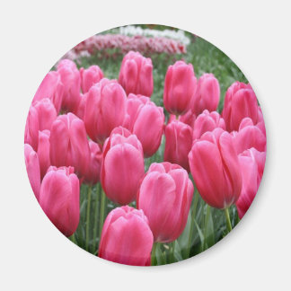 Pink Tulips Magnet