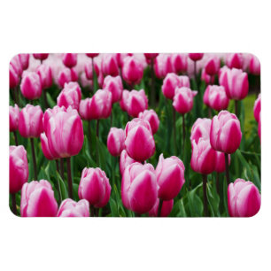 Pink Tulips Magnet