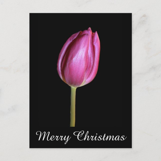 Pink Tulips Merry Christmas Floral Flower Photos Holiday Postcard (Front)