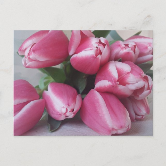 Pink Tulips Postcard (Front)