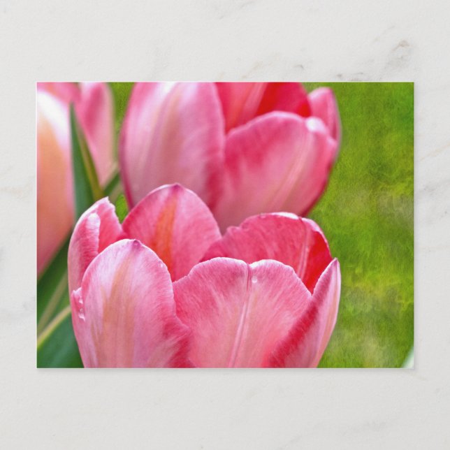 Pink Tulips Postcard (Front)