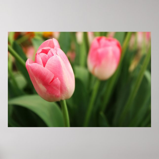 Pink tulips - Poster (Front)