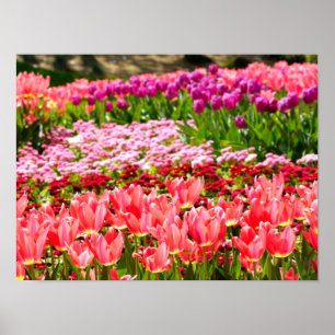 Pink tulips poster