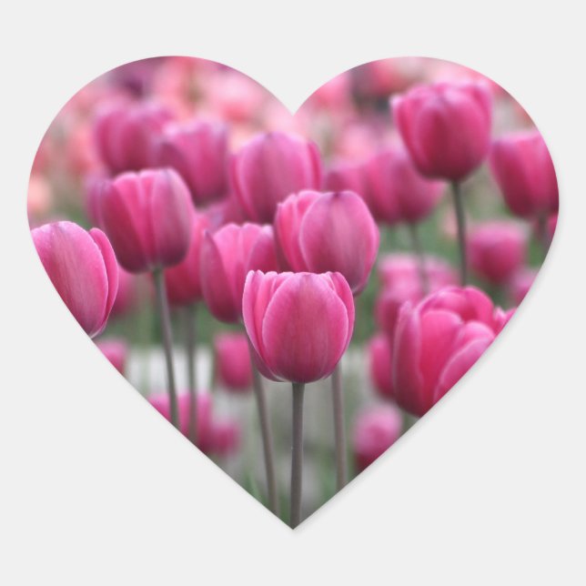 Pink Tulips Stickers (Front)