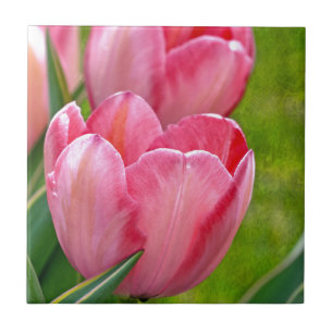 Pink Tulips Tile