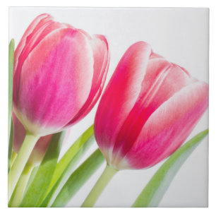 Pink Tulips with Green Leaves Photo Tile