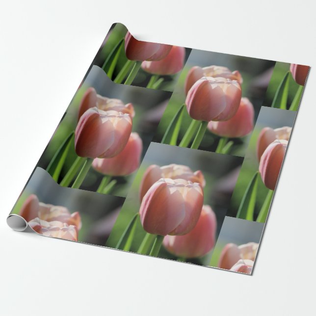 Pink Tulips Wrapping Paper (Unrolled)