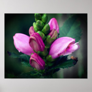 Pink Turtlehead Flower Close Up Poster