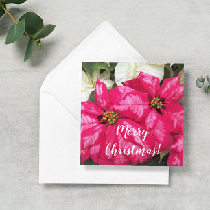 Pink Variegated Poinsettias Personalized Holiday Card