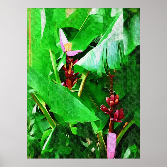 Pink Velvet Banana Tree Tropical Garden Collection Poster (Front)