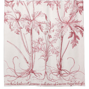 Pink Vintage Botanical Art