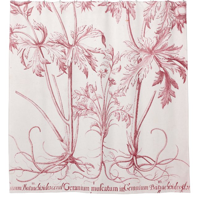 Pink Vintage Botanical Art (Front)