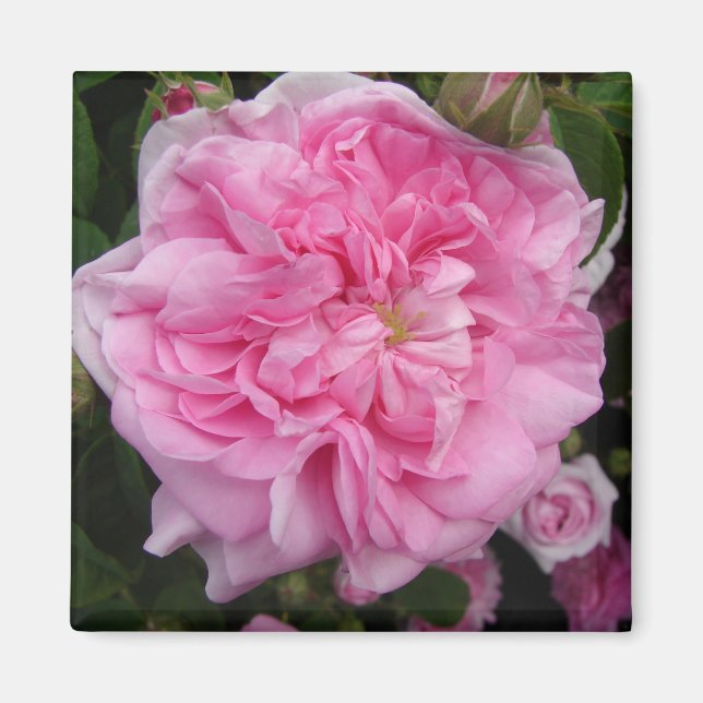 Pink Vintage Rose floral Flowers Magnet (Front)