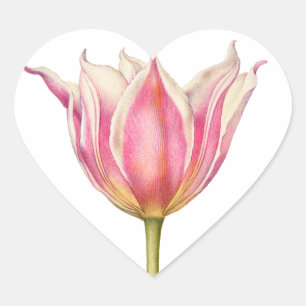 Pink Vintage Tulip Heart Shape Stickers