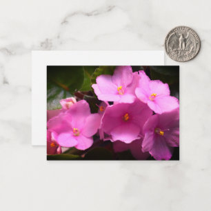 Pink Violette Africaine Saintpaulia Flowers Card