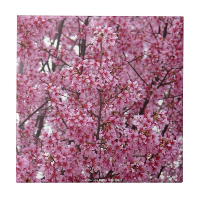 Pink Wall of Cherry Blossoms Tile (Front)