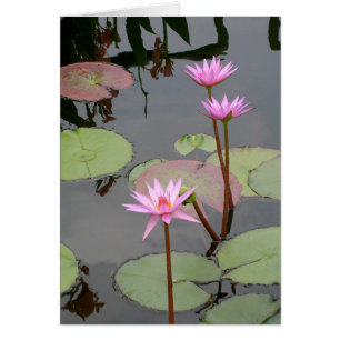 Pink Water Lilies