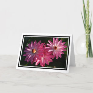 Pink Water Lilies Card