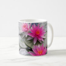 Pink Water Lilies