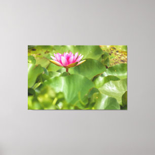 Pink Water Lily Canvas Print