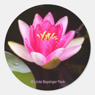 Pink Water lily Classic Round Sticker