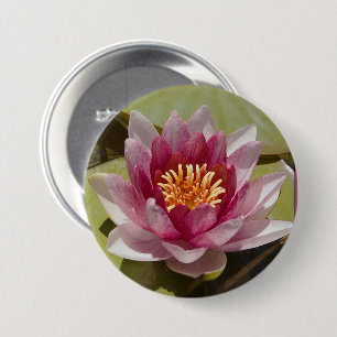 Pink Water Lily Close-Up Photograph 3 Inch Round Button